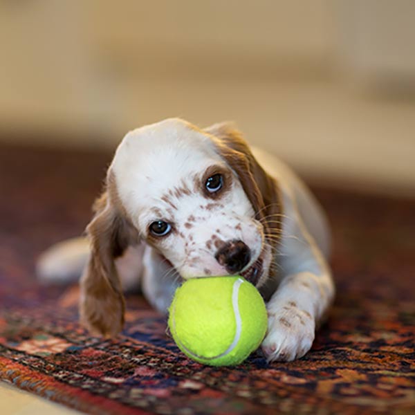 wool-carpet-cleaning